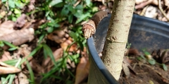 Lepidoptera