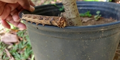 Lepidoptera