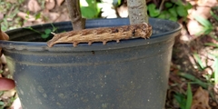 Lepidoptera