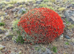 Anarthrophyllum desideratum