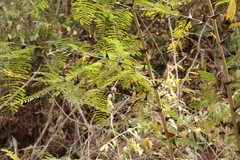Vachellia hindsii
