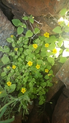 Erythranthe geniculata