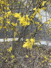 Forsythia