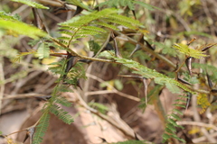 Vachellia hindsii