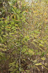 Vachellia hindsii