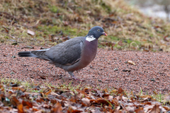 Columba palumbus