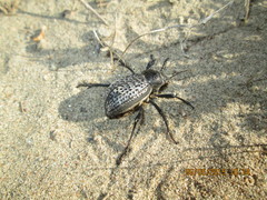 Trigonoscelis nodosa