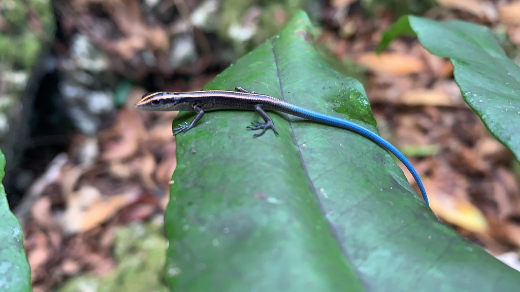 Marianas Blue-Tailed Skink