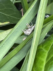 Dermatoxenus caesicollis