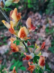 Chamaecytisus hirsutus