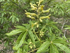 Aesculus pavia flavescens