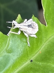 Dermatoxenus caesicollis