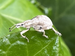 Dermatoxenus caesicollis