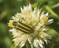 Astylus vittaticollis