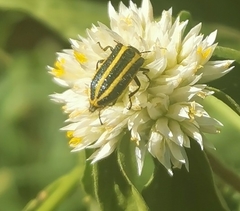 Astylus vittaticollis