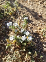 Plagiobothrys collinus californicus
