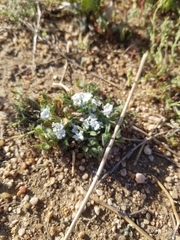 Plagiobothrys collinus californicus