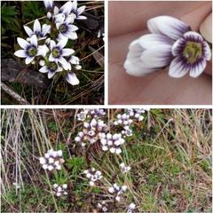 Gentianella corymbosa