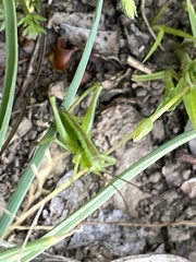 Tettigonia orientalis