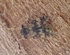 Psectrotanypus varius