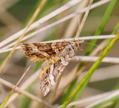 Chrysolarentia vicissata