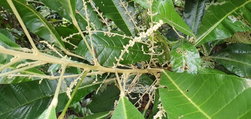 Lunasia amara observed 2021-04-03