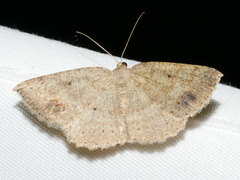 Casbia melanops