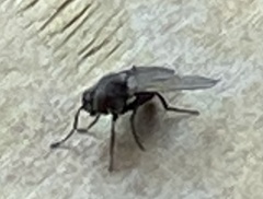 Musca domestica