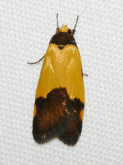 Heteroteucha kershawi