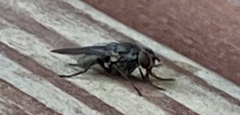 Musca domestica