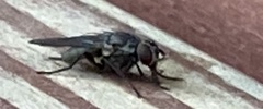 Musca domestica