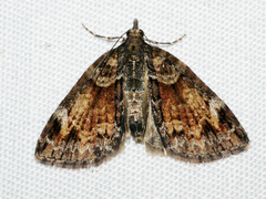 Microdes diplodonta