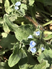Bothriospermum chinense