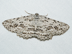 Psilosticha mactaria