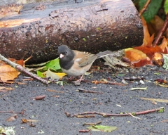 Junco hyemalis oreganus