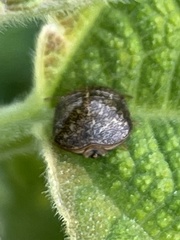 Megacopta punctatissima