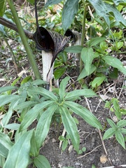 Arisaema thunbergii urashima
