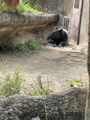 Tapirus indicus