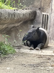 Tapirus indicus