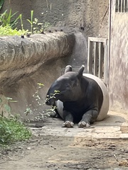 Tapirus indicus