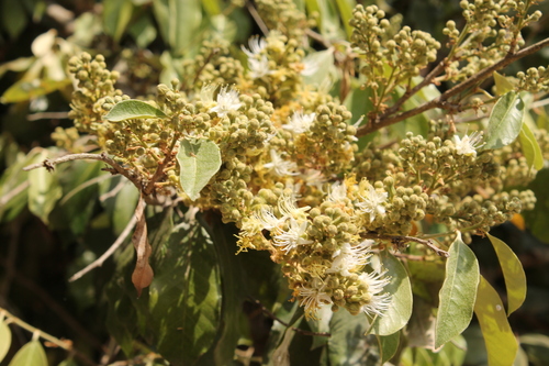 Couepia polyandra (Couepia polyandra)