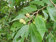 Grewia oxyphylla