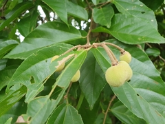 Grewia oxyphylla