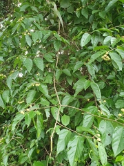 Grewia oxyphylla