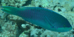Scarus globiceps