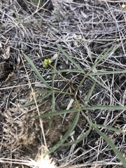 Lomatium linearifolium