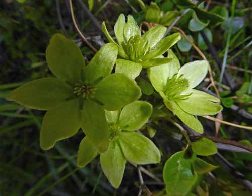 Clematis petriei, photograph 3