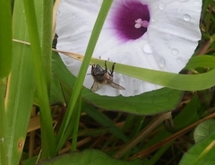 Apis mellifera