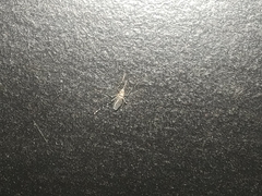 Aedes aegypti