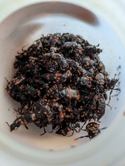 Nicrophorus nepalensis